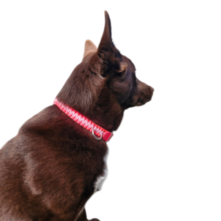 Handmade Paracord Dog Collar