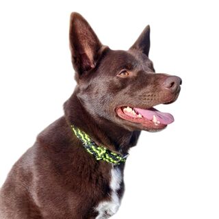 Flat Braid Dog Collars